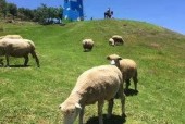 青青草原国产,绿色生态与和谐发展的奇迹之旅