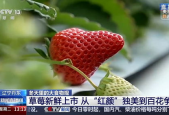 国产视频草莓